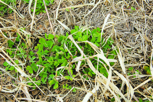Cover crops could help prevent fallow syndrome, which can decrease crop yield. (U.S. Department of Agriculture/Flickr)