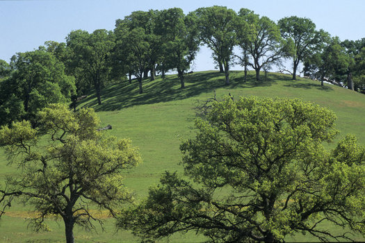 The world is depleting natural resources like timber, productive soil, clean water and air much faster than the planet can regenerate them. (Harald Emald/Nature Conservancy)