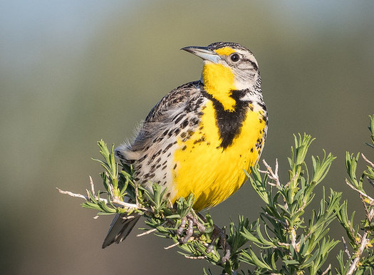 Oregon's state bird, the western meadowlark, is considered a sensitive species that would benefit from proactive conservation efforts. (Becky Matsubara/Flickr)