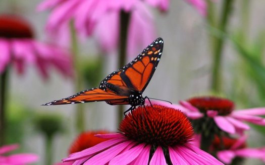 New legislation in Congress would fund projects to plant more habitat for at-risk species, such as the monarch butterfly. (David P. Whelan/Morguefile)