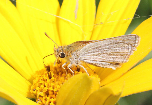 The Poweshiek Skipperling butterfly is found in only six places in the world  and four of them are in Michigan. New legislation in Congress would help preserve remaining habitat. (U.S. Fish and Wildlife Service)