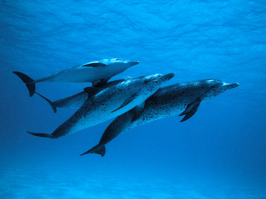 Atlantic spotted dolphins are considered to be a threatened species in Texas. Congress is considering funding proactive efforts to prevent species from being listed as endangered. (Sheilapic76/Flickr)