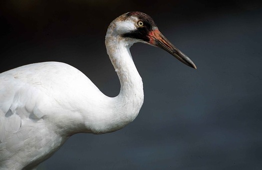 Whooping cranes are an endangered species in Nebraska. Congress is considering funding proactive efforts to prevent species from becoming endangered. (Pixabay)