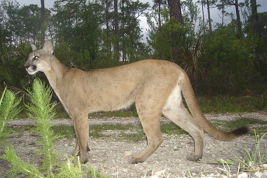 The Florida panther, along with many species of birds, amphibians, freshwater fish, reptiles and other wildlife, have been determined to be priorities for conservation action in Florida. (Larry W. Richardson/USFWS/Flickr)