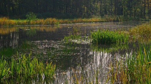 Wetlands provide filtration to maintain clean water. (Rob Oo/Flickr)