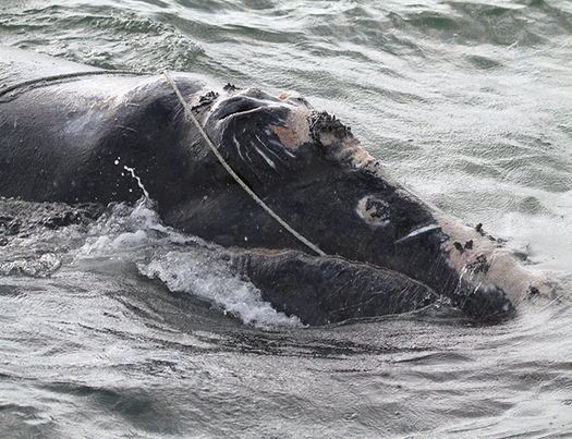 According to the Center for Coastal Studies, at least eight right whales already have been found dead this year. (NOAA)