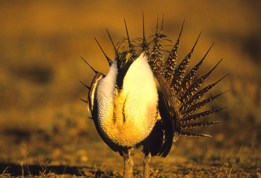 The Trump administration has tried to undermine sage grouse protections and new rules announced Monday could make it harder to protect the sentinel species. (twildlife/iStockphoto)