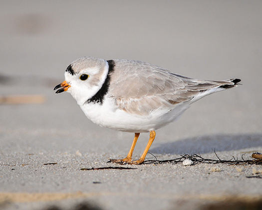 Massachusetts Attorney General Maura Healey says the Trump administration's new rules would hinder recovery efforts such as the cooperative state and federal actions that have increased the piping plover population in Massachusetts by 500% since 1990. (U.S. Fish and Wildlife Service)