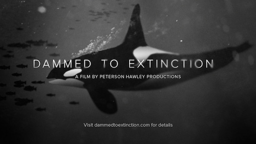 A new film underscores the plight of the remaining 73 Southern Resident orcas in the Northwest, by examining their primary food source. (Peterson Hawley Productions)