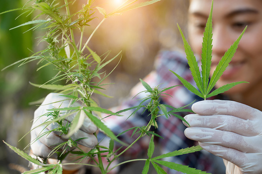 Farmers grew more than 78,000 acres of hemp in the United States in 2018, but it's still too soon for Ohio farmers to jump onto the bandwagon. (Adobe Stock)  