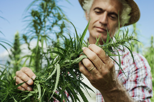 Licenses to hemp growers in Wisconsin grew from about 250 in 2018 to 1,400 in 2019. (StockPhotoPro/Adobe Stock)
