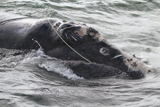 North Atlantic right whales get caught in lobster and crab fishing lines, preventing them from swimming, diving or feeding normally. (Photo courtesy NOAA)