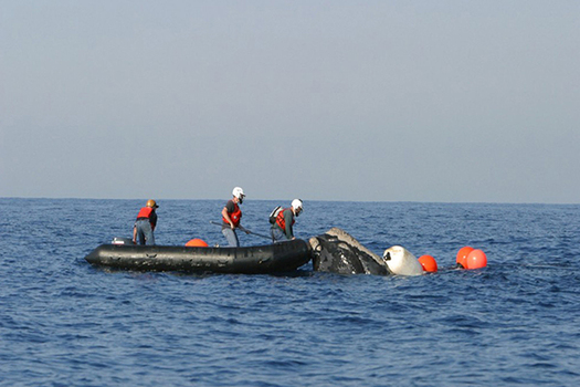 North Atlantic right whales get caught in lobster and crab fishing lines, preventing them from swimming, diving or feeding normally. (Photo courtesy of NOAA)