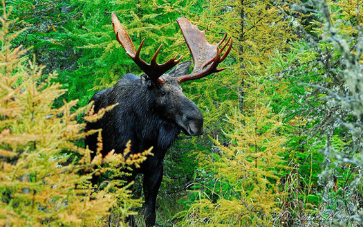 Researchers say unprecedented numbers of moose are dying from anemia caused by excessive tick bites (W. Kriss Ebersold/EPA).