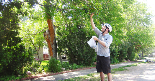 The Falling Fruit online map allows users to enter an address to locate free, foragable fruits, nuts and even spices such as lavender or pink peppercorns. (fallingfruit.org)