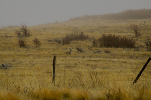 Montana and three other states have more than 1 million acres of state lands that are inaccessible to the public. (Luke Detwiler/Flickr)