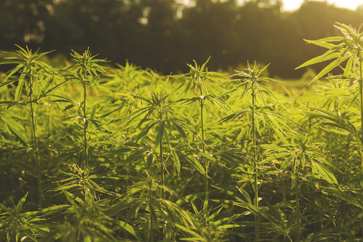 Since North Carolina launched its hemp pilot program in 2015, the state's CBD oil industry has boomed. (Adobe Stock)   