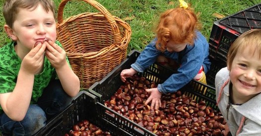 Some Iowa farmers are diversifying operations by growing chestnut trees, finding a strong market demand and a high profit potential per acre. (chestnutfestival.org)