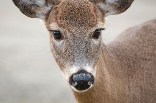 Thousands of deer have been destroyed over the last 17 years when they displayed symptoms of chronic wasting disease. (Steve/StockSnap)