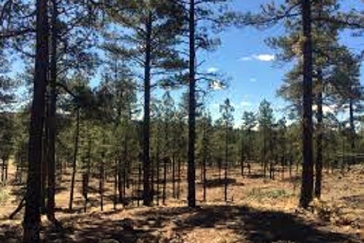 The Apache-Sitgreaves National Forest, which covers about 2 million acres in east central Arkansas, is one of six national forests in the state. (U.S. Forest Service)