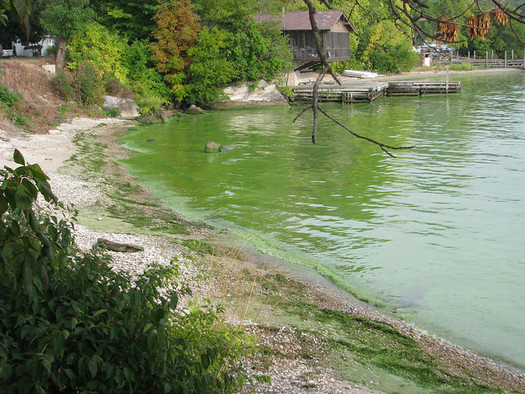 The algal bloom in Lake Erie is not expected to dissipate for several more weeks. (noaa.gov)