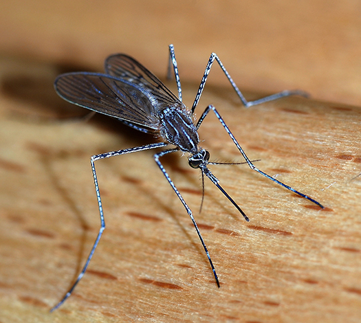 State health officials say in addition to wearing proper clothing and using repellent, Massachusetts residents should take steps to keep mosquitoes away from in and around the home. (Alvesgaspar/Wikipedia)