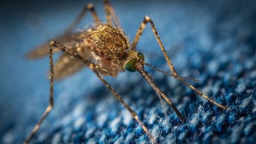 Missouri DHSS updates its West Nile virus data through the end of October, even in years like this one when infections have been considered 