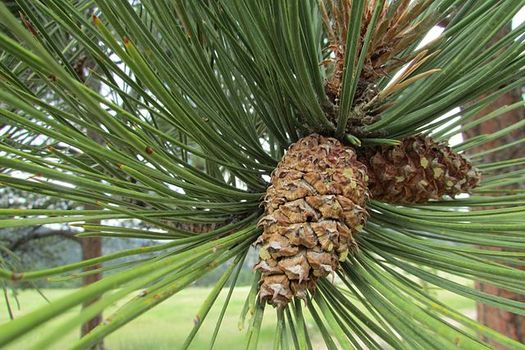 DNA in ponderosa pine cone seeds carries critical survival tools, including knowlege of a geographical area's seasonal shifts. (Chris Light/Wikimedia Commons) DNA in ponderosa pine cone seeds carry critical survival tools, including knowlege of a geographical area's seasonal shifts. (Chris Light/Wikimedia Commons)