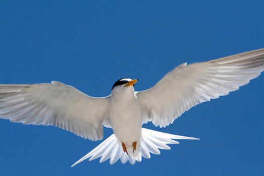 A least tern in Flight. (Rick Lewis, Audubon Photography Awards)