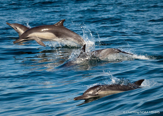 Long-beaked common dolphins are one species often caught in drift gillnets, which are being replaced on the West Coast with safer fishing gear. (Chad King/NOAA)