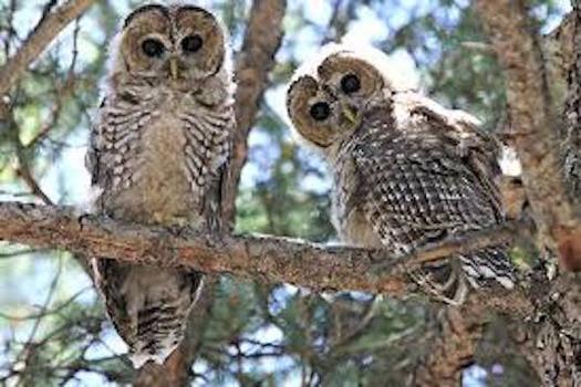 The Mexican spotted owl, found in several Western states including New Mexico, was first listed as threatened in the United States in 1993. (nps.gov)