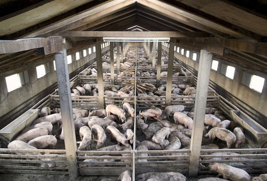 North Carolina is home to more than 2,000 hog farm operations. (Adobe Stock)