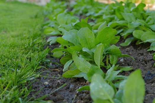 Scientists say regenerative farming practices that don't use synthetic fertilizers or chemical pesticides can help capture more carbon from the atmosphere and create healthier soil for crops. (Pixabay)