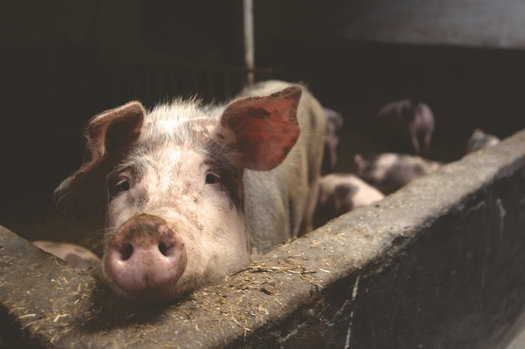 Pork processing is big business in Minnesota, which ranks second in the United States for the number of pigs raised in the state, according to the Minnesota Pork Producers Association. (Matthias Zomer/Stocksnap)