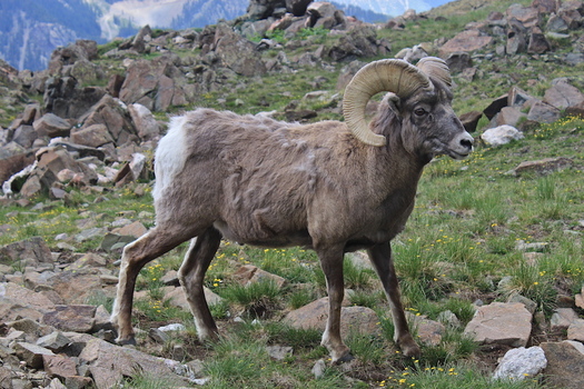 Loss of habitat makes it more difficult for animals such as bighorn sheep to use historic migration routes in New Mexico. (commons.wikimedia.org)