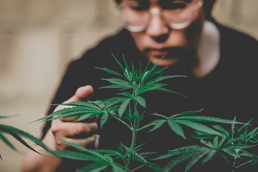 SB350 has provisions to help low-income people with past marijuana convictions participate in the recreational marijuana industry. (EKKAPON/Adobe Stock)