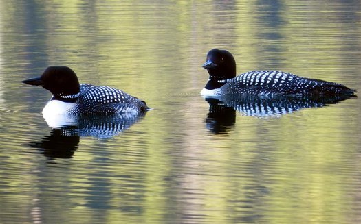 Audubon Minnesota wants more people to monitor bird species like the loon as they try to protect them from the possibility of extinction. (National Park Service)