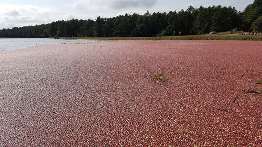 Among the states, Massachusetts is second only to Wisconsin for its farm output of fresh cranberries.  (djorenstein/Pixabay)