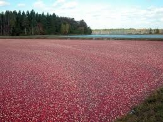 Wisconsin is the leading cranberry producer in the United States, but the trade war with China has hurt producers' bottom line. (Vilseskogen/Flickr)