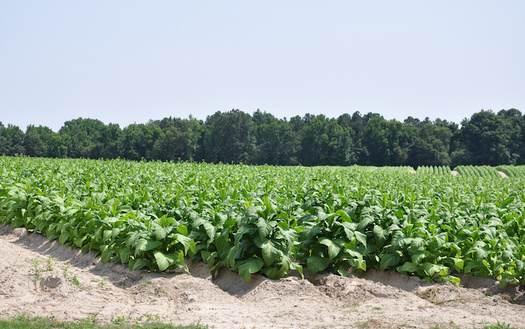 Many North Carolina farms rely heavily on migrant workers for the labor-intensive tobacco harvest. (Adobe Stock)