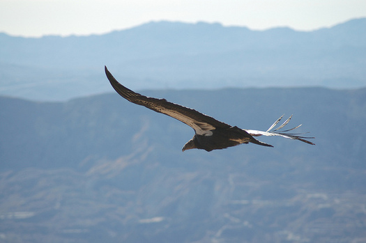 The California condor is one of the Golden State's best known endangered species. (USWFS)