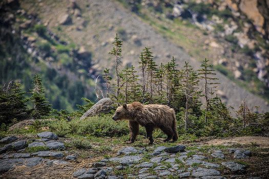 There are about 1,000 grizzly bears near Glacier National Park and 700 near Yellowstone National Park. (Glacier National Park Service/Flickr)
