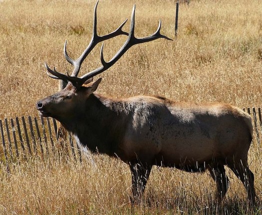 Concentrated elk numbers at winter feedlots put animals at greater risk of contracting a number of diseases, including Chronic Wasting Disease, a condition caused by a malformed protein. (NPS)