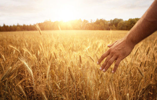 Some Arkansas farmers say they have seen damage to their crops despite being outside the one-mile exclusion zone for the herbicide Dicamba.(bugarskipavle3/AdobeStock)