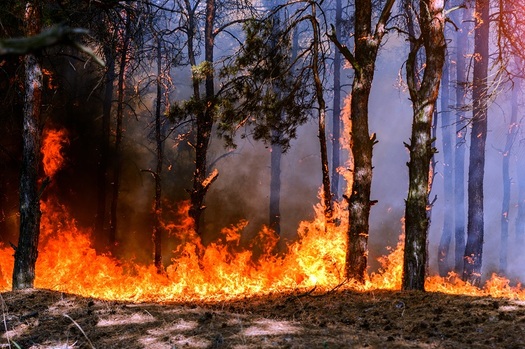 Wildfires exacerbated by a warming climate often destroy important wildlife habitat, in Arizona and elsewhere in the West. (yelantsevv/Adobe Stock)