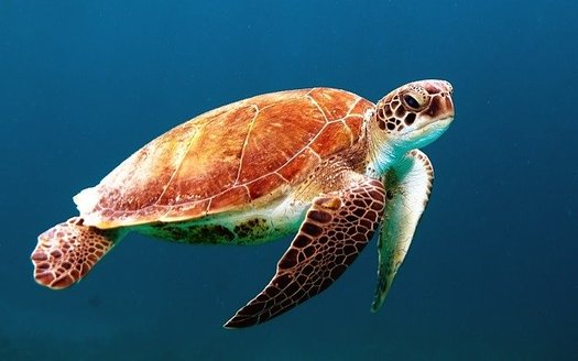 Nearly 12,000 species currently are at risk of becoming endangered or extinct across the country, including Texas sea turtles. (Pixabay)
