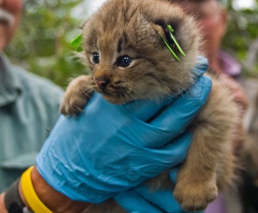 Nearly 12,000 species, including the lynx, currently are at risk of becoming endangered or extinct across the country. (Pixabay)