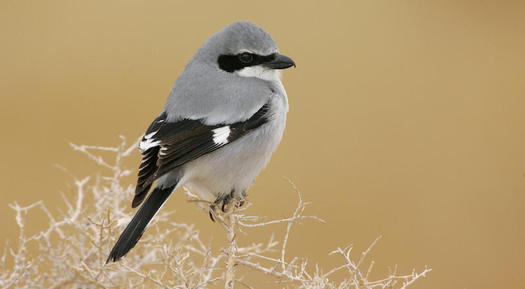 Christmas Bird Count 2022 Albuquerque Area Are You A Bird Nerd Join Nms 120Th Christmas Bird Count / Public News  Service