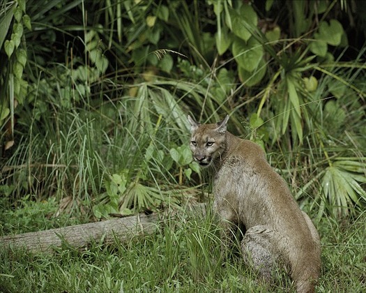 Nearly 12,000 species are at risk of becoming endangered or extinct across the country, including the Florida panther. (Pixabay)
