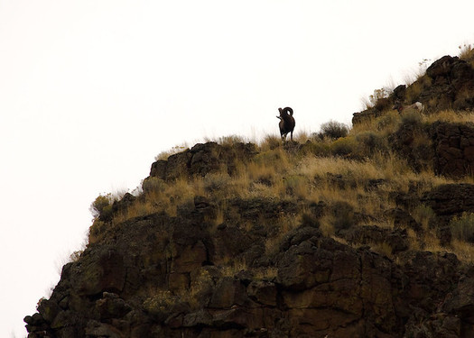 The bighorn sheep is among about 200 species Idaho has identified as in need of protection efforts. (Peter Oelschlaeger/Flickr)